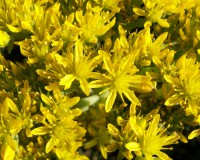 Rozchodník ostrý - Sedum acre SAZENICE